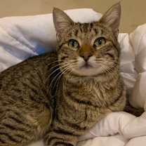Thumbnail photo of Handsome Scottie #1