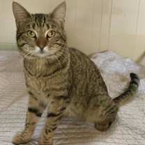 Thumbnail photo of Handsome Scottie #2