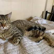 Thumbnail photo of Handsome Scottie #3