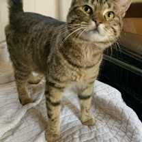Thumbnail photo of Handsome Scottie #4