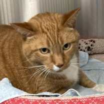 Thumbnail photo of Gambit (declawed) #3