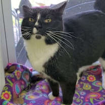 Thumbnail photo of Howard #3