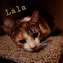 Thumbnail photo of LaLa #4