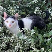 Thumbnail photo of FUDGE (COURTESY POST) #1