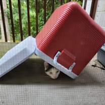 Thumbnail photo of FUDGE (COURTESY POST) #2