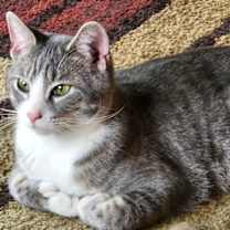 Thumbnail photo of Rudy #2