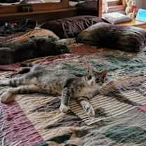 Thumbnail photo of Rudy #3