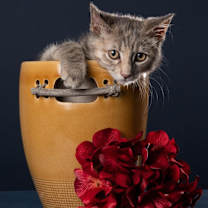 Thumbnail photo of Petunia #1