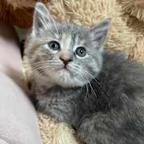 Thumbnail photo of Petunia #2