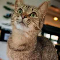Thumbnail photo of Brandy 
Sponsored Adoption Fee! #1