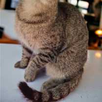 Thumbnail photo of Brandy 
Sponsored Adoption Fee! #2