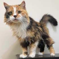 Thumbnail photo of Cali #2