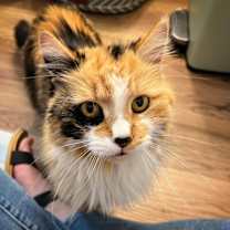 Thumbnail photo of Cali #3
