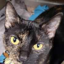 Thumbnail photo of Adaline #1