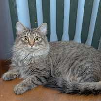 Thumbnail photo of Sugar #3