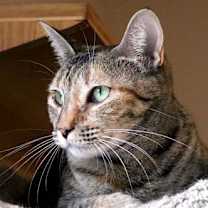 Thumbnail photo of Maybelle #1