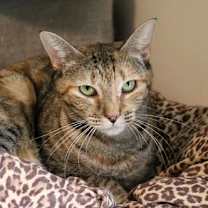 Thumbnail photo of Maybelle #2