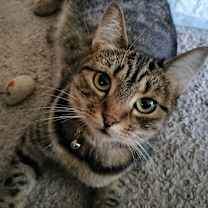 Thumbnail photo of ROBBIE #1