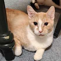 Thumbnail photo of Lion Blaze #1