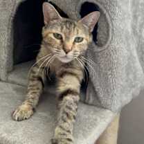 Thumbnail photo of Maybelle #3