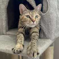 Thumbnail photo of Maybelle #4
