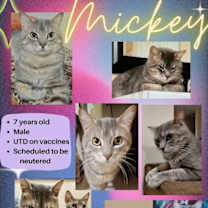 Thumbnail photo of Mickey #1