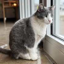 Thumbnail photo of Houdini #1