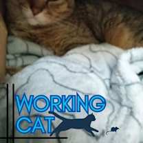 Thumbnail photo of Scotch #1