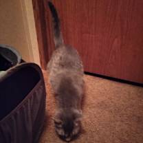 Thumbnail photo of TIGER #1