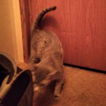 Thumbnail photo of TIGER #2