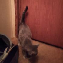 Thumbnail photo of TIGER #3
