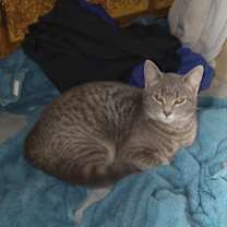 Thumbnail photo of TIGER #4