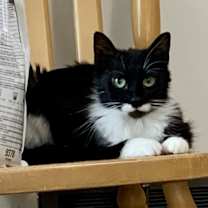 Thumbnail photo of Savannah #1