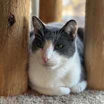 Thumbnail photo of Houdini #2