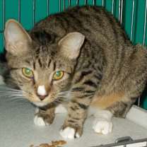 Thumbnail photo of Gus #2