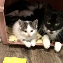 Thumbnail photo of Savannah #3
