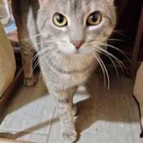 Thumbnail photo of Mickey #3