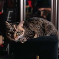 Thumbnail photo of Cleo #3