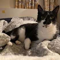 Thumbnail photo of Mr. Oreo #1