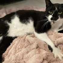 Thumbnail photo of Mr. Oreo #2