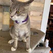 Thumbnail photo of Lola #4