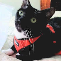 Thumbnail photo of James the Cat #1