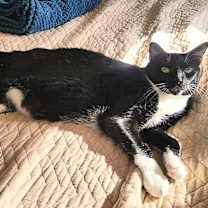 Thumbnail photo of James the Cat #2