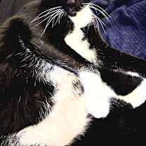 Thumbnail photo of James the Cat #3