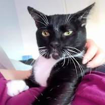 Thumbnail photo of James the Cat #4
