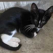 Thumbnail photo of Wader #2