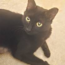 Thumbnail photo of C238 Litter Luna, mom #2