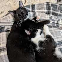Thumbnail photo of Lewis #1