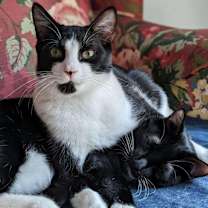 Thumbnail photo of Lewis #2