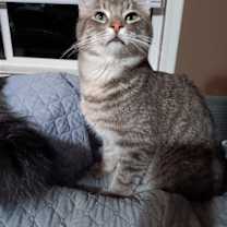 Thumbnail photo of Gizmo [CP] #1
